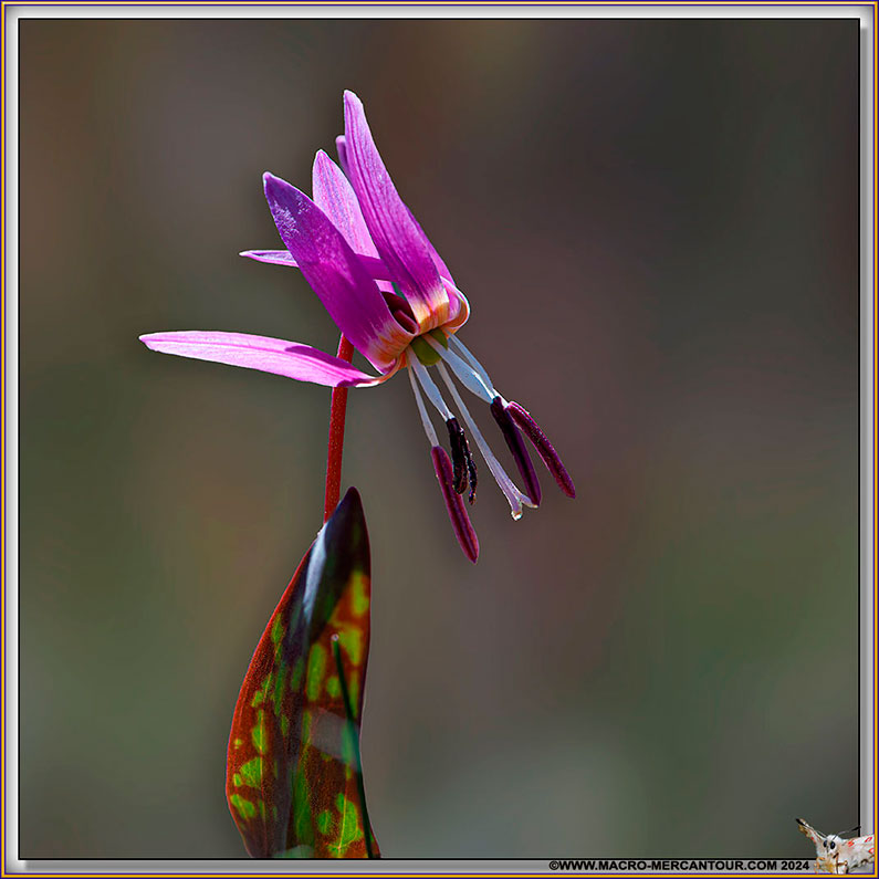 Erythrone dent de chien